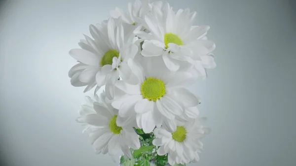 Bouquet of white chrysanthemums with green leaves on white studio background. Chamomile buds with white petals and yellow center stamens macro close up. Floral background for holiday, birthday. — Zdjęcie stockowe