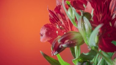 Kırmızı stüdyo arka planında açık çiçek ve tomurcukları olan bir buket kırmızı alstroemerya. Yaprakları çiy damlacıkları ve yeşil yapraklarla ıslanmış çiçek açarlar. Tatil için çiçek arkaplanı.