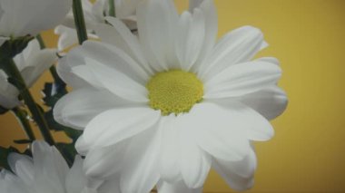 Sarı stüdyo arka planında bir buket beyaz kasımpatı. Beyaz taç yapraklı papatya tomurcukları ve sarı ortadaki erkek organları makroyu yakınlaştırıyor. Tatil için çiçek arkaplanı, tebrikler, doğum günü.