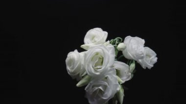 Açık çiçekli beyaz Eustoma buketi ve siyah stüdyo arka planında tomurcuklar. Çiçekler açan yapraklar ve yeşil saplar. Tatil için çiçek arkaplanı, tebrikler, doğum günü.