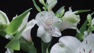Bouquet of white alstroemerias with open flowers and buds on black studio background. Blooming flowers with petals and green leaves close up. Floral background for holiday, congratulations, birthday.