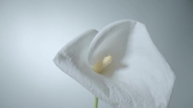 Single white calla flower on stem on white background. Bud of tender zantedeschia with curled petal and yellow stamen close up. Floral background for holiday, congratulations, birthday.
