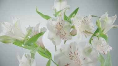 Bouquet of white alstroemerias with open flowers and buds on white background. Blooming flowers lily with petals and green leaves close up. Floral background for holiday, congratulations, birthday.