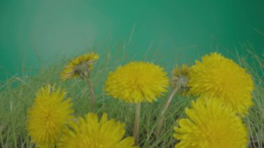 Yeşil arka planda çimlerin üzerinde büyüyen sarı tüylü karahindibalar. Tomurcukları çiçek açmış güneşli bahar çiçekleri yakın mesafede. Doğa arka planı, çiçek açan doğal çiçekler ve çimenler..