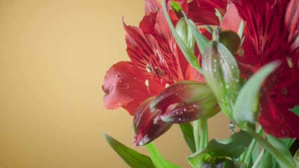 Buquê de alstroemerias vermelhas com flores abertas e botões no fundo do estúdio amarelo. Flores florescentes com pétalas molhadas com gotas de orvalho e folhas verdes fechar. Fundo floral para férias. — Vídeo de Stock