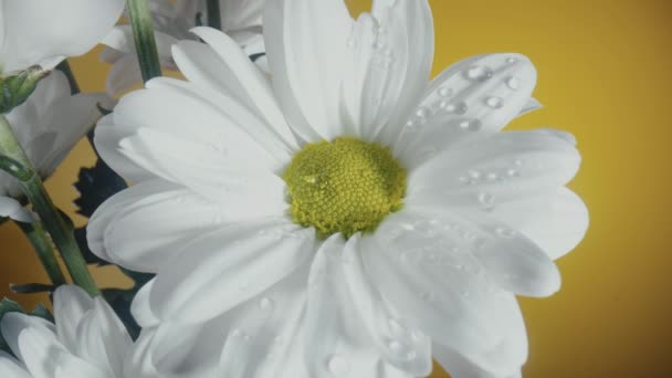 Bouquet de chrysanthèmes blancs sur fond studio jaune. Les bourgeons de camomille avec des pétales blancs et des étamines centrales jaunes se rapprochent. Fleurs chrysanthèmes mouillés avec des gouttelettes de rosée. — Video