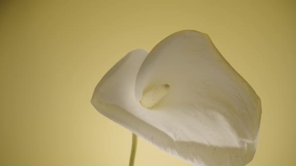 Single white calla flower on a stem on a yellow studio background. Bud of tender zantedeschia with curled petal and yellow stamen close up. Floral background for holiday, congratulations, birthday. — Video