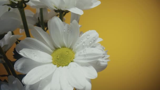 Ramo de crisantemos blancos sobre un fondo de estudio amarillo. Brotes de manzanilla con pétalos blancos y estambres de centro amarillo macro de cerca. Flores de crisantemos mojadas con gotitas de rocío. — Vídeos de Stock