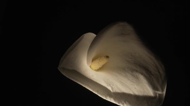 Single white calla flower on stem on black background with backlight. Bud of tender zantedeschia with curled petal and yellow stamen close up. Floral background for holiday, congratulations, birthday. — Vídeos de Stock