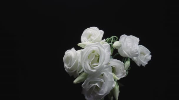 Bouquet of white eustoma with open flowers and buds on black studio background. Blooming flowers with petals and green stem close up. Floral background for holiday, congratulations, birthday. — Stockvideo