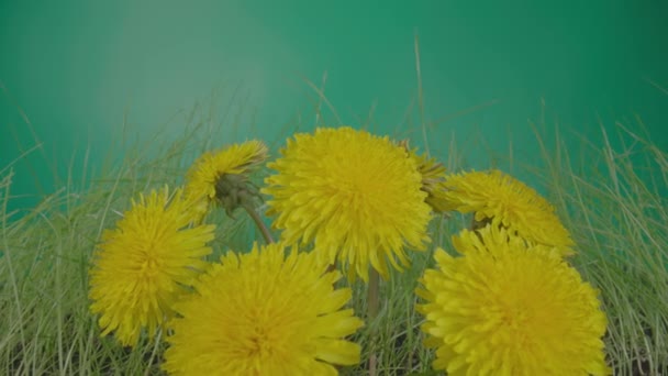 Gula fluffiga maskrosor som växer i gräset på en grön bakgrund. Soliga vÃ ¥rblommor med blommande knoppar pÃ ¥stjÃ ¤lkar nÃ ¤ra. Natur bakgrund, blommande naturliga blommor och gräs. — Stockvideo