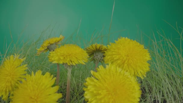 Yellow fluffy dandelions growing in the grass on a green background. Sunny spring flowers with blooming buds on stems close up. Nature background, blooming natural flowers and grass. — стоковое видео