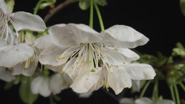 Siyah stüdyo arka planında beyaz çiçekler açan kiraz ya da elma ağacı dalları. Çiçek açan meyve ağacı. Beyaz çiçekli ve yeşil yapraklı bahar çiçekleri..