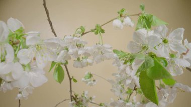Sarı stüdyo arka planında çiçek açan kiraz veya elma ağacı dalları. Çiçek açan meyve ağacı. Beyaz çiçekli ve yeşil yapraklı bahar çiçekleri..