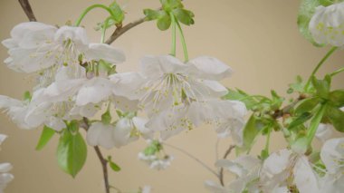 Sarı stüdyo arka planında çiçek açan kiraz veya elma ağacı dalları. Çiçek açan meyve ağacı. Beyaz çiçekli ve yeşil yapraklı bahar çiçekleri..