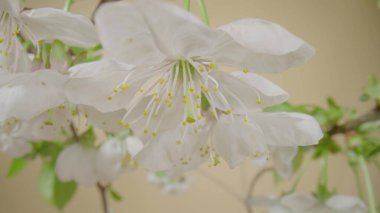 Sarı stüdyo arka planında çiçek açan kiraz veya elma ağacı dalları. Çiçek açan meyve ağacı. Beyaz çiçekli ve yeşil yapraklı bahar çiçekleri..