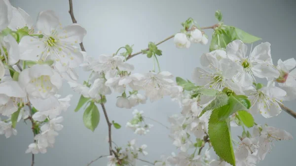 Twigs of a cherry or apple tree with blooming white flowers on a white studio background. Blooming fruit tree close-up. Spring flowering orchard with white flowers and green leaves. — Stok fotoğraf