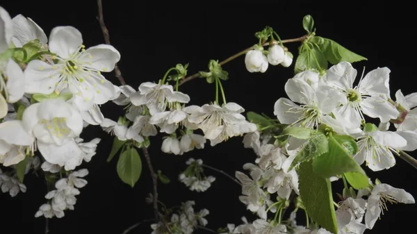 Twigs of a cherry or apple tree with blooming white flowers on black studio background. Blooming fruit tree close-up. Spring flowering orchard with white flowers and green leaves. — Stok fotoğraf
