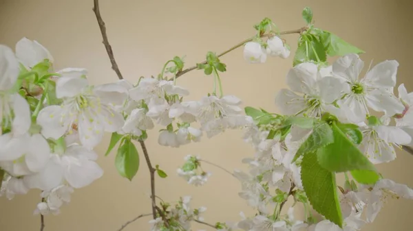 Twigs of a cherry or apple tree with blooming white flowers on yellow studio background. Blooming fruit tree close-up. Spring flowering orchard with white flowers and green leaves. — Stok fotoğraf