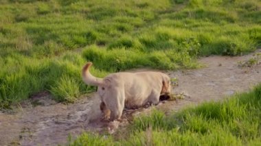 Sadık Golden Retriever köpeği suyun üzerinde yürüyor. Yavaş çekim.