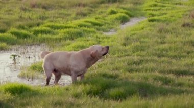 Loyal Golden Retriever Dog shakes off water. Slow motion Shot