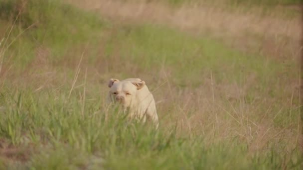 Leal Golden Retriever Dog Running Across Green Grass (en inglés). Disparo en cámara lenta — Vídeos de Stock