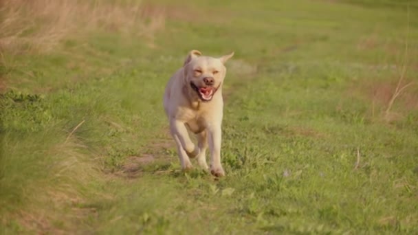 Leal Golden Retriever Dog Running Across Green Grass (en inglés). Disparo en cámara lenta — Vídeos de Stock