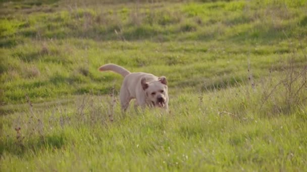 Верная золотистая собака-ретривер, бегущая по зеленой траве и стряхивающая воду. Slow motion Shot — стоковое видео