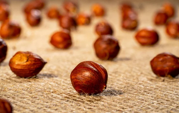 Brown peeled hazelnuts on a burlap cloth. Dry round hazel nuts close up. Hazel seed laid out in rows on a textured fabric with interlaced fibers. Background of healthy nutritious food. — kuvapankkivalokuva