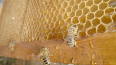 Arılar bal peteğinden bal yiyorlar. Arı kovanının içinde bal peteği çerçevesindeki bal arılarını kapatın. Bal böcekli arı çiftliği. Arıcılık kavramı, organik doğal bal üretimi..