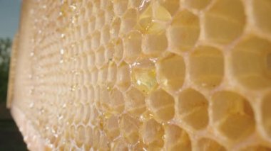 Kamera bal peteklerinin üzerinden altın bal damlalarıyla kayıyor. Arı kovanının içinde bal peteği çerçevesini kapatın. Bal böcekli arı çiftliği. Arıcılık kavramı, organik doğal bal üretimi.
