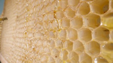 Tatlı bal peteklerden aşağı akıyor. Bal peteği hücreleri üzerinde akan altın taze bal nektarı kapanıyor. Arı uçar ve bal yer. Arıcılık kavramı, organik bal, tarım, arıcılık.
