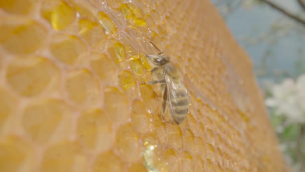 Bee eating honey from a honeycomb. Close up of honey bee on honeycomb frame outdoors in an apiary. Bee farm with honey insects. Concept of beekeeping, the production of organic natural honey. — Stock Video