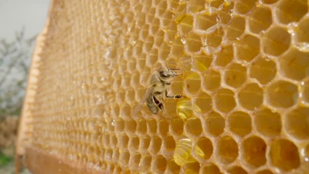 Bee eating honey from honeycomb and then flies away. Close up of honeybee on honeycomb frame outdoors in an apiary. Bee farm with honey insects. Concept of beekeeping, production of organic honey. — Stock Video