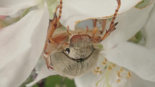 Maybug jí okvětní lístky jabloně. Brouk škůdce ničí kvetoucí jabloně v sadech za jarního slunečného dne. Brouk na bílé květině zblízka. — Stock video
