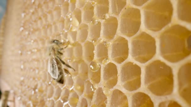 Bin som äter honung från en bikaka. Närbild av honungsbin på bikaka ram i en bikupa. Biodling med honungsinsekter. Begreppet biodling, produktion av ekologisk naturlig honung, vax, melass. — Stockvideo