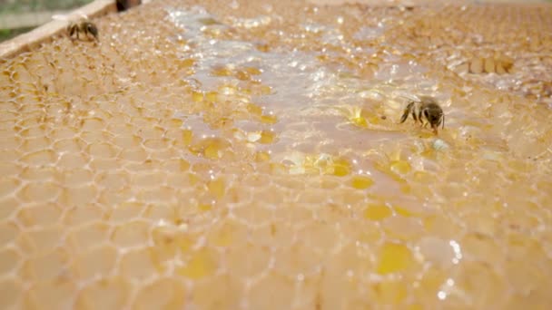 Μέλισσες τρώνε μέλι από κηρήθρα. Κοντινό πλάνο των μελισσών σε κυψελωτό πλαίσιο σε εξωτερικό χώρο σε ένα μελισσοκομείο. Μέλισσα αγρόκτημα με έντομα μέλι. Έννοια της μελισσοκομίας, η παραγωγή βιολογικού φυσικού μελιού. — Αρχείο Βίντεο