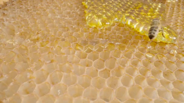 Sweet honey flowing down the honeycombs. Golden fresh honey nectar flowing over honeycomb cells close up. Bee flies and eats honey. Concept of beekeeping, organic natural honey, agriculture, apiary. — Vídeo de Stock