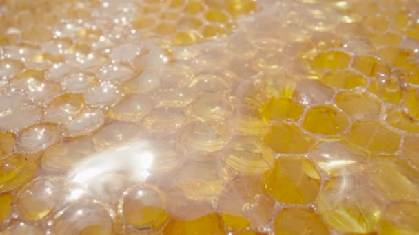 Honeycomb frame with golden organic honey. Thick sweet honey fills the hexagonal cells of honeycombs. Close up of a honeycomb in the apiary. Concept of beekeeping, organic natural honey, agriculture. — Video Stock