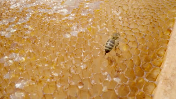 Honeycomb frame with golden organic honey. Sweet honey fills cells of honeycombs. The honey bee flies and flies away. Close up of a honeycomb in apiary. Concept of beekeeping, organic natural honey. — Video
