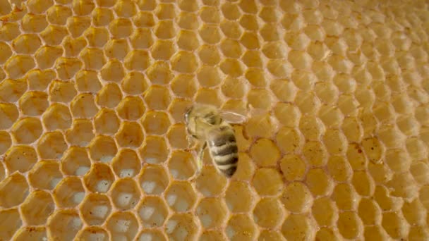 Abeille assise en nid d'abeille. Gros plan de l'abeille domestique sur un cadre en nid d'abeille dans un rucher. Ferme apicole avec insectes du miel. Concept d'apiculture, production de miel naturel biologique, cire, mélasse. — Video