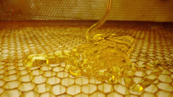 Stream of golden thick honey flowing down on the honeycombs. Natural organic honey, molasses, syrup or nectar fill the cells. Honey is spilled on honeycombs close up. Beekeeping product, healthy food. — Stock Video