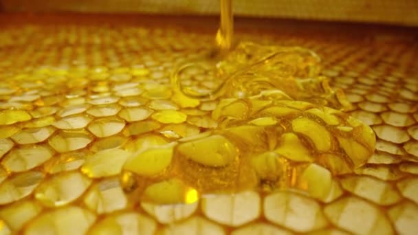 Stream of golden thick honey flowing down on the honeycombs. Natural organic honey, molasses, syrup or nectar fill the cells. Honey is spilled on honeycombs close up. Beekeeping product, healthy food. — Vídeos de Stock