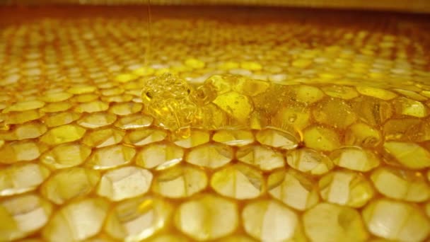 Ströme von goldenem, dickem Honig fließen auf die Waben herab. Natürlicher Bio-Honig, Melasse, Sirup oder Nektar füllen die Zellen. Honig wird aus nächster Nähe auf die Waben geschüttet. Bienenhaltung, gesunde Ernährung. — Stockvideo