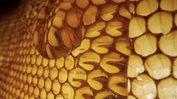 Stream of golden thick honey flowing down on the honeycombs. Natural organic honey, molasses, syrup or nectar fill the cells. Honey is spilled on honeycombs close up. Beekeeping product, healthy food. — Vídeo de stock