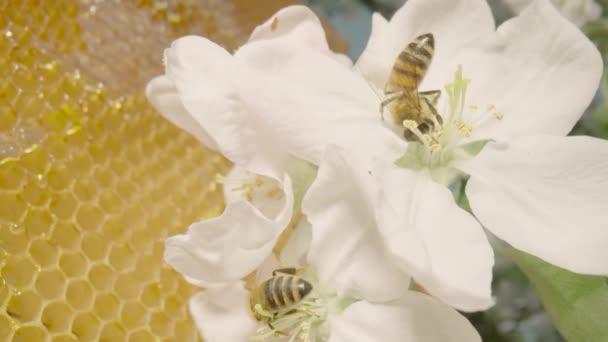 Bees pollinate flower of an apple tree against background of honeycombs with golden honey. Honey bee collecting pollen close up. Concept of beekeeping, production of sweet organic honey. — Video Stock