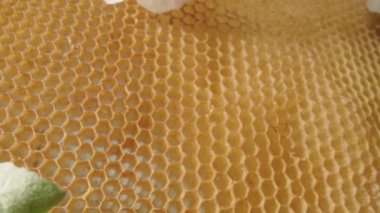 Arılar bir elma ağacının çiçeğini bal peteğinin arka planına karşı tozlaştırırlar. Bal arısı bal petekleri üzerinde sürünüyor ve polen topluyor. Arıcılık kavramı, tatlı organik bal üretimi.