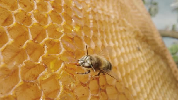 Пчела ест мед из сотовых сотов. Закрыть медовую пчелу на раме из сотовых на открытом воздухе на пасеке. Пчелиная ферма с насекомыми. Концепция пчеловодства, производства органического натурального меда. — стоковое видео