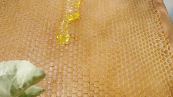 Honeycombs with flowing golden honey against the background of spring blooming apple flowers. Apiary, bee farm in an orchard outdoors. Concept of beekeeping, production of sweet organic honey. — Stockvideo