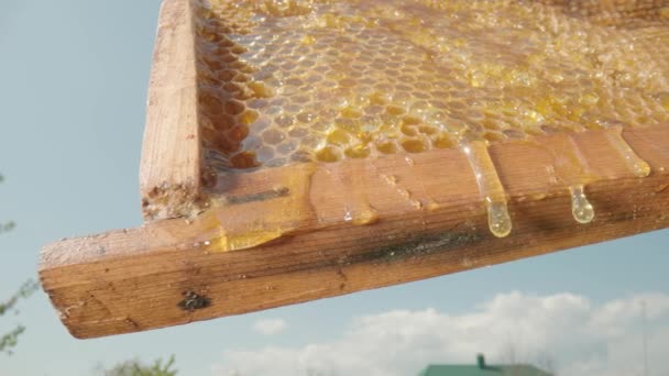 O mel dourado espesso flui para baixo e derrama sobre o quadro com favos de mel. Néctar doce, melaço ou xarope derrama sobre o favo de mel no apiário. Fecha. apicultura, apicultura, apicultura. — Vídeo de Stock